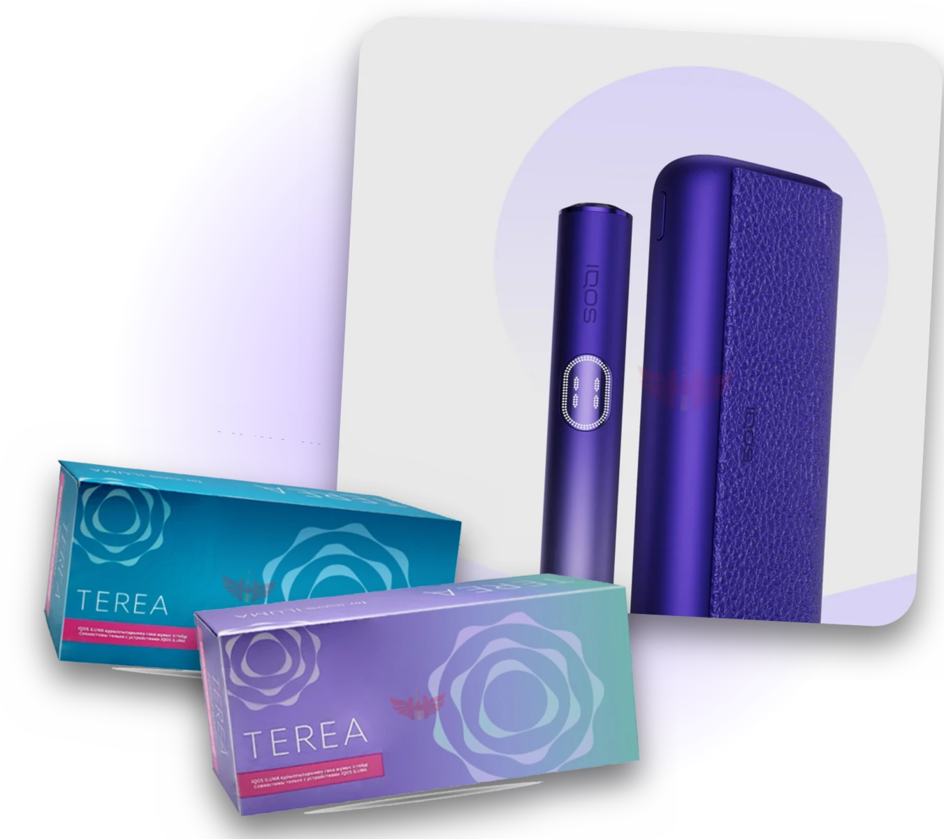 IQOS ILUMA i Electric Purple with TEREA in Dubai